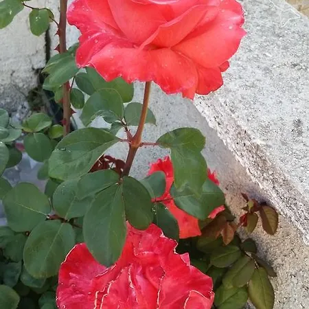 Guest house Rondo 3*