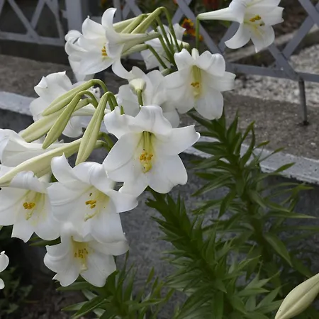 Rondo Gasthuis Himare