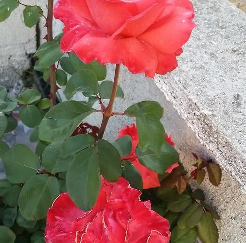 Guest house Rondo 3*