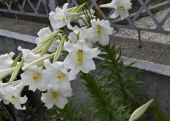 Rondo Affittacamere Himare